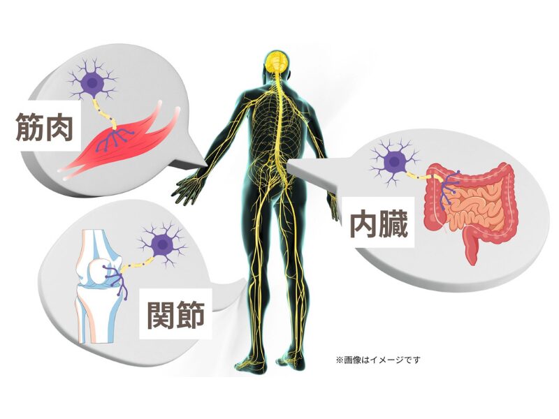 「神経の誤作動」に着目した根本改善のアプローチ